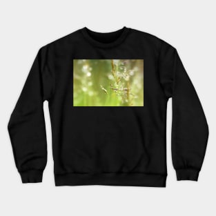 Fresh Green Grass with Dew Drops Crewneck Sweatshirt